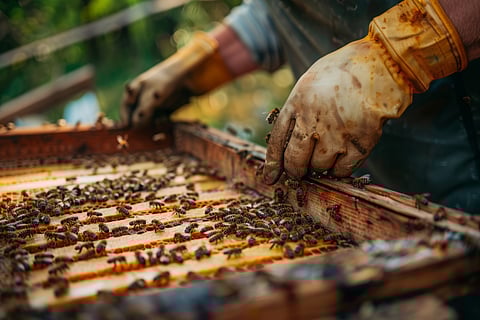 Sweet Harvest Foods unveils grant program for bee health innovation