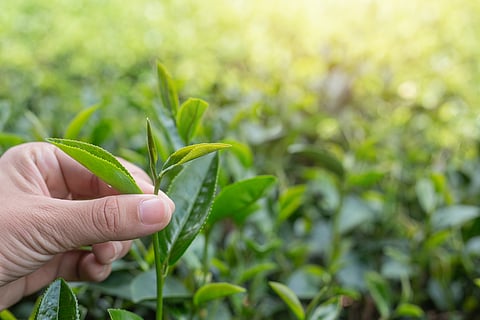 Government strengthens Assam’s Tea sector through the tea development & promotion scheme