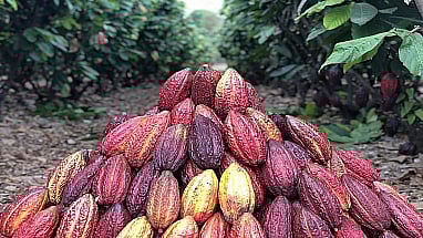 Sucden and Mars announce collaboration for climate-resilient cocoa