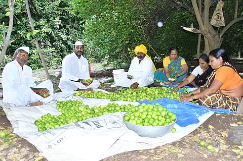 APEDA facilitates export of GI-tagged Indi Lime to Oman, boosting farmer incomes under India-Oman CEPA