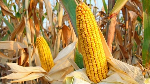 Azelis signs exclusive deal with Omnia Europe to distribute modified waxy corn starches in Poland