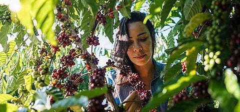 ILO and Nestlé partner to advance labour rights in coffee supply chains