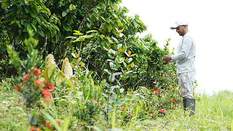 Mars and ofi announce strategic collaboration to accelerate net-zero cocoa in Ecuador