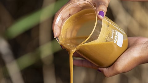 Corbion advances algae innovation with new US patent for omega-3 fatty acids derived from algae