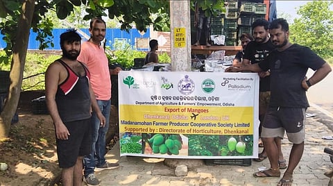 Odisha’s mango exports take off with first Dhenkanal shipment to London