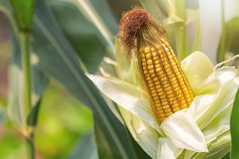Maize has potential to generate better farmers income who are vulnerable to vagaries of monsoon: Bhagirath Choudhary