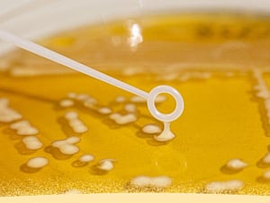 Biospringer by Lesaffre acquires selected IP and technology of PTX Food