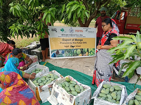 Odisha SHG sends 7.5 quintals of Amrapali mangoes to London