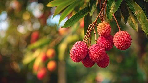 APEDA facilitates first export of GI-tagged Tezpur Litchi from Assam to Dubai