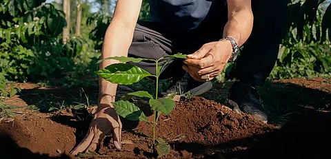 Nescafé sources over 50% of its coffee supplies from farmers adopting regenerative agriculture practices in 2025