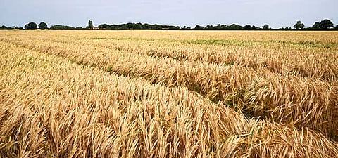 Nestlé backs new industry push to scale regenerative agriculture