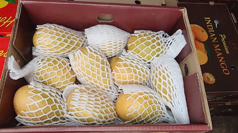 APEDA facilitates first sea shipment of premium Banganapalle mangoes from India to Singapore