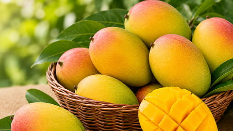 APEDA facilitates export of GI-tagged Rewa Sundarja mangoes from Madhya Pradesh to UAE