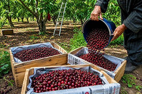 APEDA facilitates export of premium Areko Cherries and Scentrose Plums from Jammu & Kashmir to the UAE