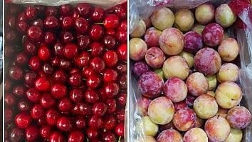 APEDA facilitates first export of premium Kashmir Areko Cherries and Scentrose Plums to Singapore