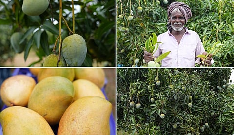 APEDA facilitates first-ever air shipment of Karnataka's Neelam and Totapuri Mangoes to the Maldives