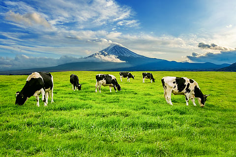 Barry Callebaut launches first low carbon dairy partnership with Arla Foods