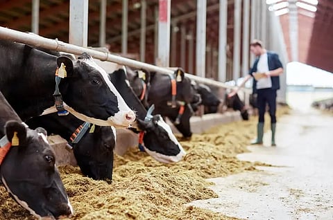 IFF launches Omni-Bos PHY to help dairy producers get more value from feed