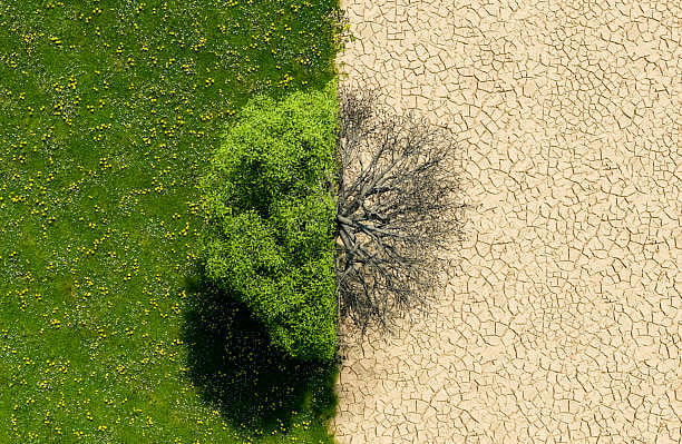 Debunk Western solutions for climate change for ancient Indian wisdom: Economic Survey