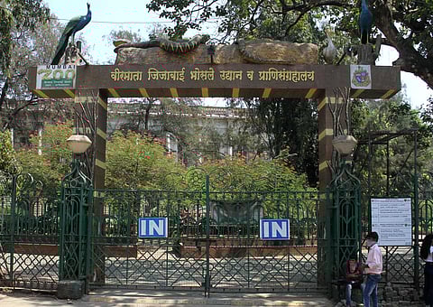 भायखळ्यातील वीरमाता जिजाबाई भोसले उद्यानात २६ हजार पर्यटकांनी केली राणीबागची सफर 