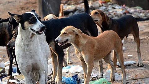 सव्वा लाख भटक्या कुत्र्यांची नसबंदी; तीन वर्षांत BMC चा २३ कोटी रुपये खर्च; पशुवैद्यकीय महाविद्यालयासह अन्य ९ संस्थांची नेमणूक