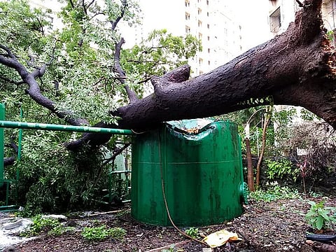 मुंबईतील झाडे व झाडांच्या फांद्या धोकादायक अवस्थेत 