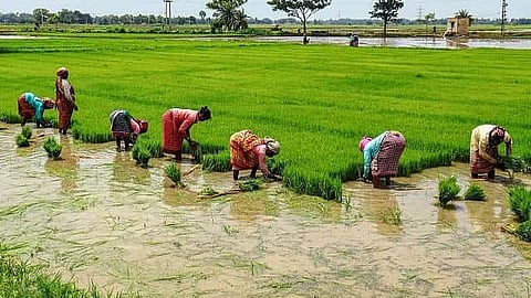 मराठवाड्यात पेरण्या रखडल्या, बळीराजा चिंतेत