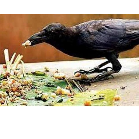 काकस्पर्शालाही महागाईची झळ!