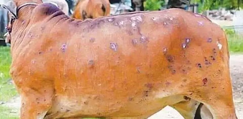  शिरगांवमध्ये सापडला लम्पी आजाराचा जनावर 