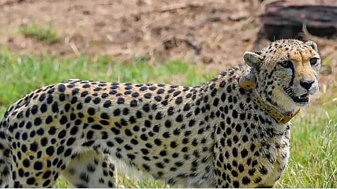 चित्याकडून गुडन्यूज?