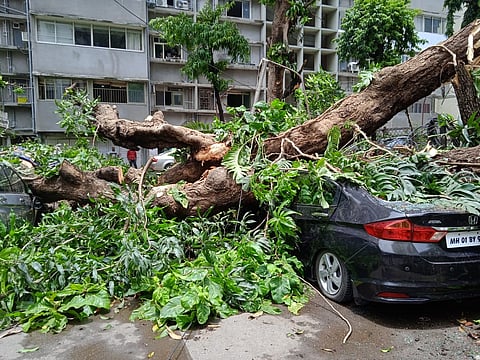 झाडांच्या फांद्यांची छाटणी करून घ्या, साडेचार हजार खासगी व शासकीय मालमत्तांना उद्यान विभागाची नोटीस