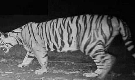 सह्याद्री व्याघ्र प्रकल्पात चक्क पट्टेरी वाघ झाला ट्रॅप कॅमेऱ्यामध्ये कैद