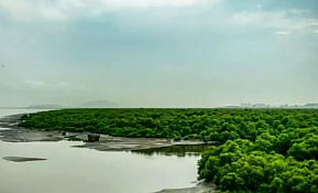 मुंबईतील वनसंपदेचा जागतिक पातळीवर डंका 
;जागतिक वृक्षनगरी सलग दुसऱ्यांदा मुंबईला बहुमान