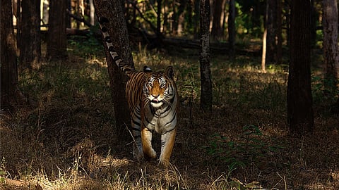 प्रातिनिधिक छायाचित्र 