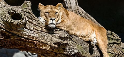 गुजरातच्या अमरेली जिल्ह्यात सिंहिणीचा बुडून मृत्यू