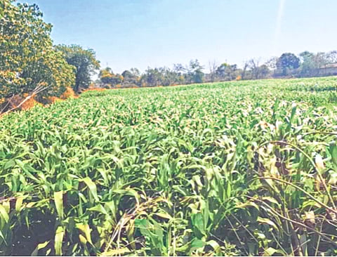 पाझर तलावाच्या पाण्यावर दुभत्या जनावरांसाठी चारा; हिरव्या चाऱ्याची शेती दूध व्यवसाय करणाऱ्या शेतकऱ्यांसाठी फायदेशीर 