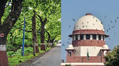 ‘आरे’त वृक्षतोडीपूर्वी परवानगी अनिवार्य; सुप्रीम कोर्टाची मुंबई मनपाला तंबी