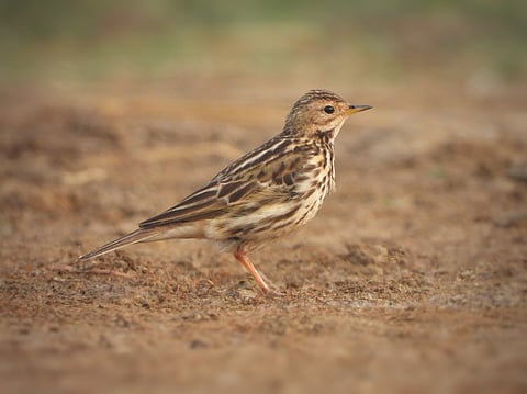 उरण तालुक्यात ‘लालकंठी तीरचिमणी’चे दर्शन