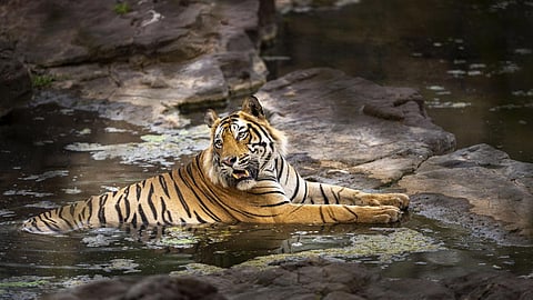 सह्याद्रीच्या कडेकपारीत घुमणार डरकाळी