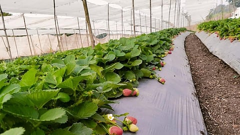 सातारा जिल्ह्यातील स्ट्रॉबेरीसह आंबा शेतकऱ्यांना फटका; ऐन थंडीच्या हंगामात तापमान पारा ३५ अंश सेल्सिअस