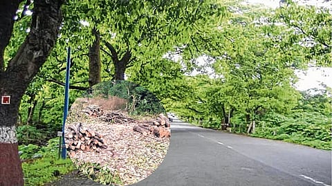 होळीसाठी झाडांची कत्तल करू नका; मुंबई महापालिकेने दिला कारवाईचा इशारा