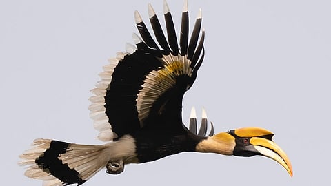 Great Hornbill : पश्चिम घाटमाथ्याचे वैभव; महाधनेश विषयी 'या' रंजक गोष्टी माहित आहेत? जाणून घ्या, काही ठळक बाबी