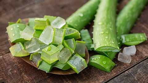 त्वचेला लावा अ‍ॅलोवेरा जेल...'हे' होतील आश्चर्यचकीत करणारे फायदे