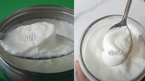 दही आणि योगर्टमध्ये काय फरक असतो? जाणून घ्या, आरोग्यासाठी काय उत्तम?