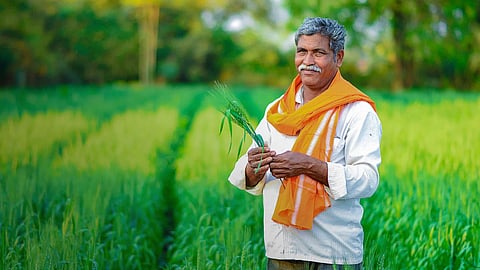पीक विमा योजनेचा लाभ शेतकऱ्यांनाच; पीक कापणी प्रयोगावर योजनेची अंमलबजावणी 