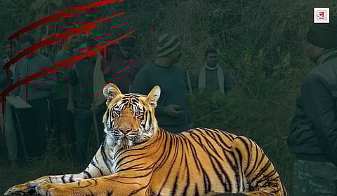 रोजगार कि मृत्यूचा सापळा? चंद्रपूरमध्ये वाघाच्या हल्ल्यात तीन दिवसांत पाच महिलांचा मृत्यू