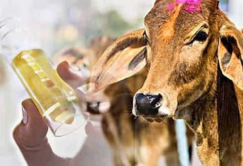 गो-मूत्र : समज व वास्तव