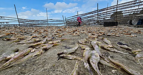 मच्छिमारांना अवकाळी पावसाचा फटका; समुद्रकिनारी सुकी मासळी भिजून मोठे नुकसान 
