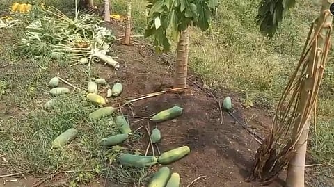 शेती, घरांचे पंचनामे करा; मुख्यमंत्र्यांचे संबंधित यंत्रणांना निर्देश, राज्यात पावसाचे ८ बळी