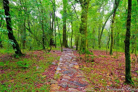 लॉ-किन्टांग - मेघालयातील अस्पर्शित देवराई 